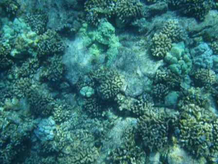 Kona Coral